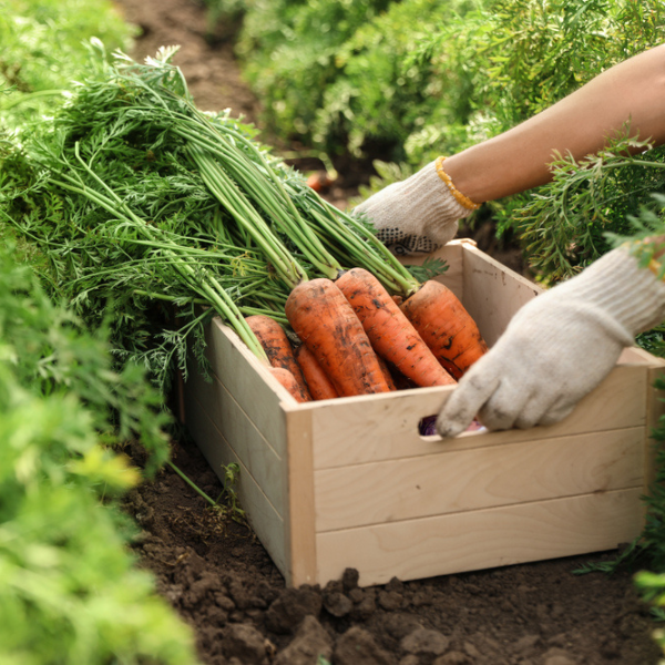 https://farmplasticsupply.com/image/how-to-grow-carrots-4.png