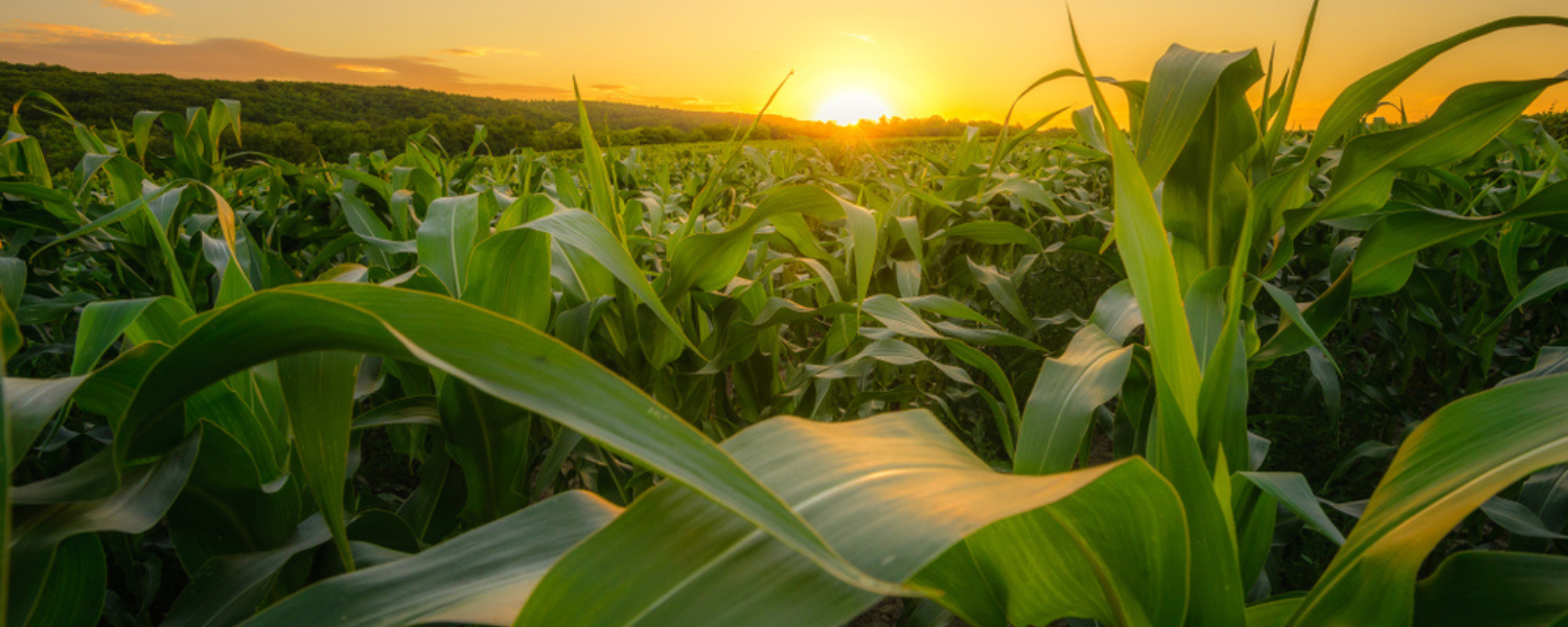 How Fast Are You Harvesting Corn?