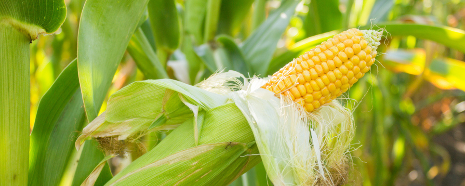 Tips for Harvesting Sweet Corn