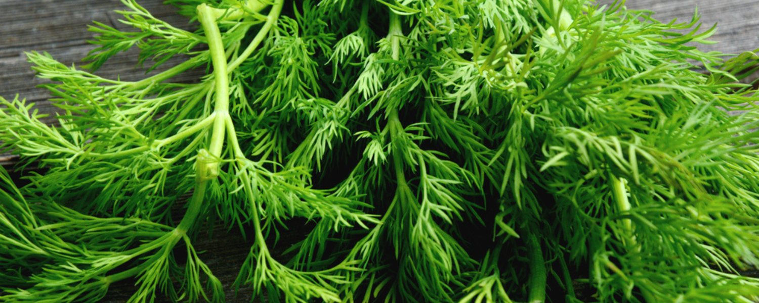 How To Grow Dill Complete Guide Farm Plastic Supply