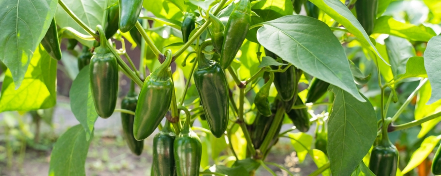 jalapeno pepper plants