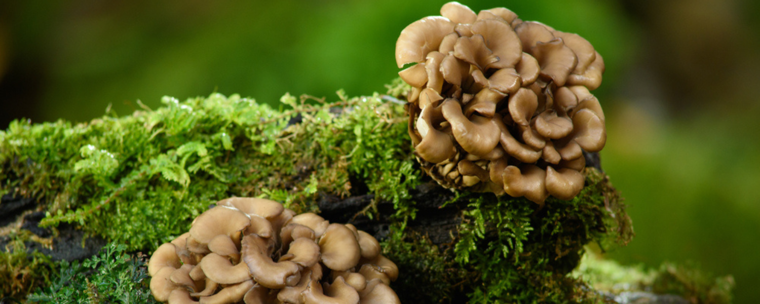 How To Grow Maitake Mushrooms Complete Guide Farm Plastic Supply