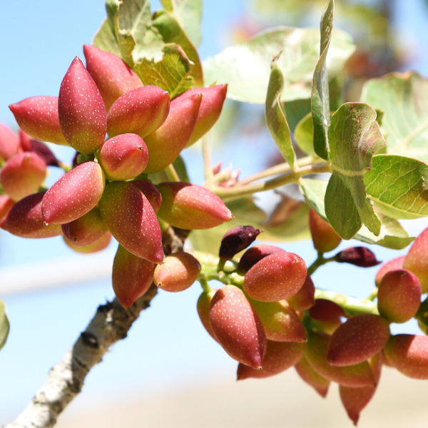 Pistachio Trees Complete Growing Care Guide Farm Plastic Supply