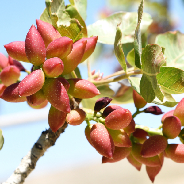 9-health-benefits-of-pistachios-you-didn-t-expect