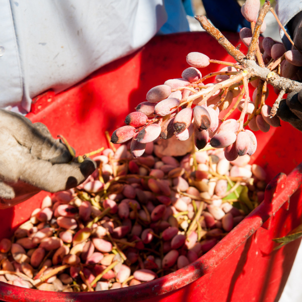 Pistachio Tree Grow In Uk at Tim Malcolm blog