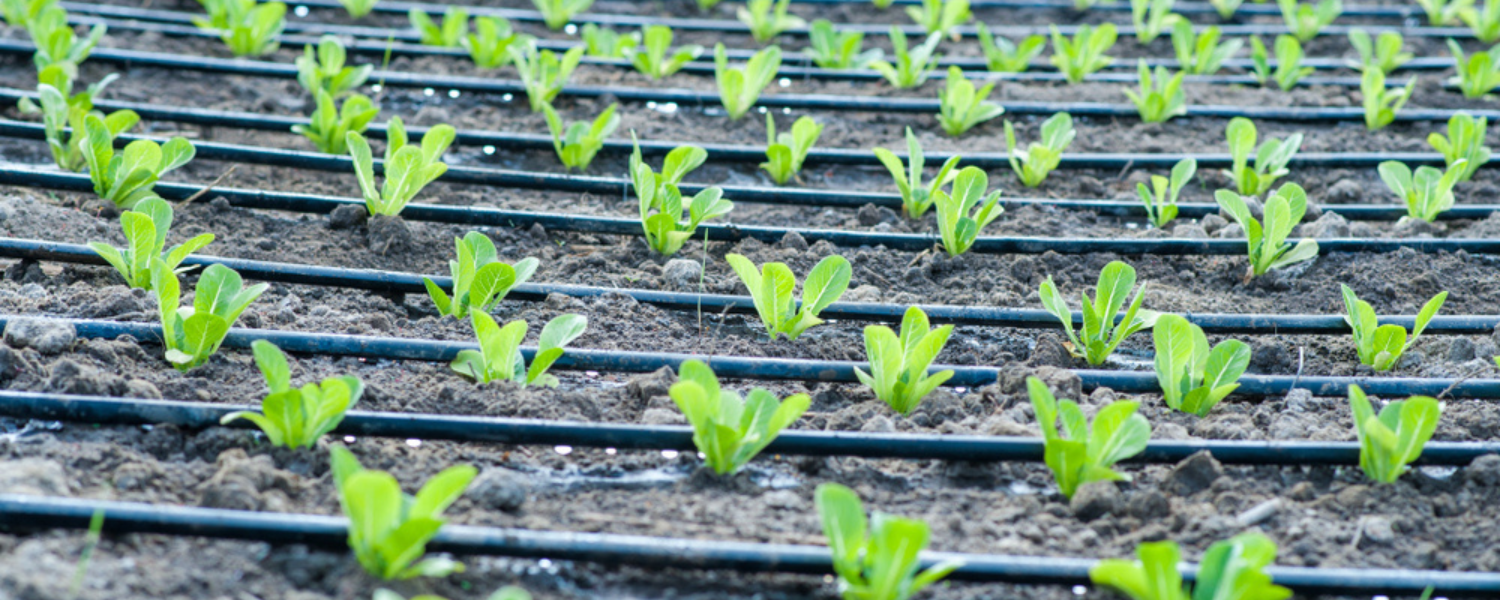 How To Grow Romaine Lettuce Plant Care & Growing Tips Farm Plastic