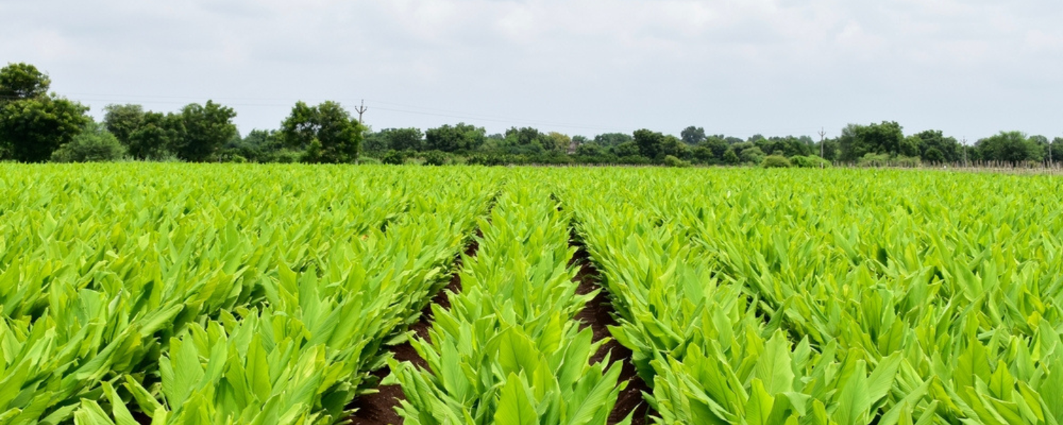 How To Plant & Grow Turmeric | Farm Plastic Supply