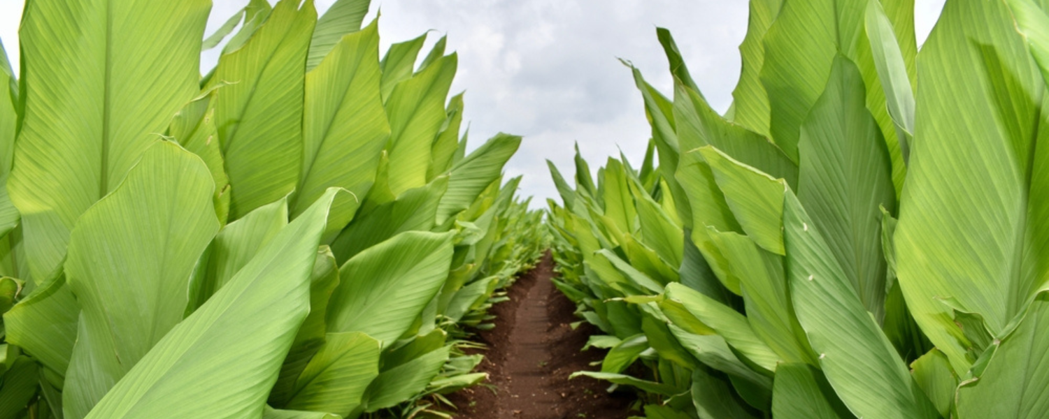 How To Plant & Grow Turmeric | Farm Plastic Supply