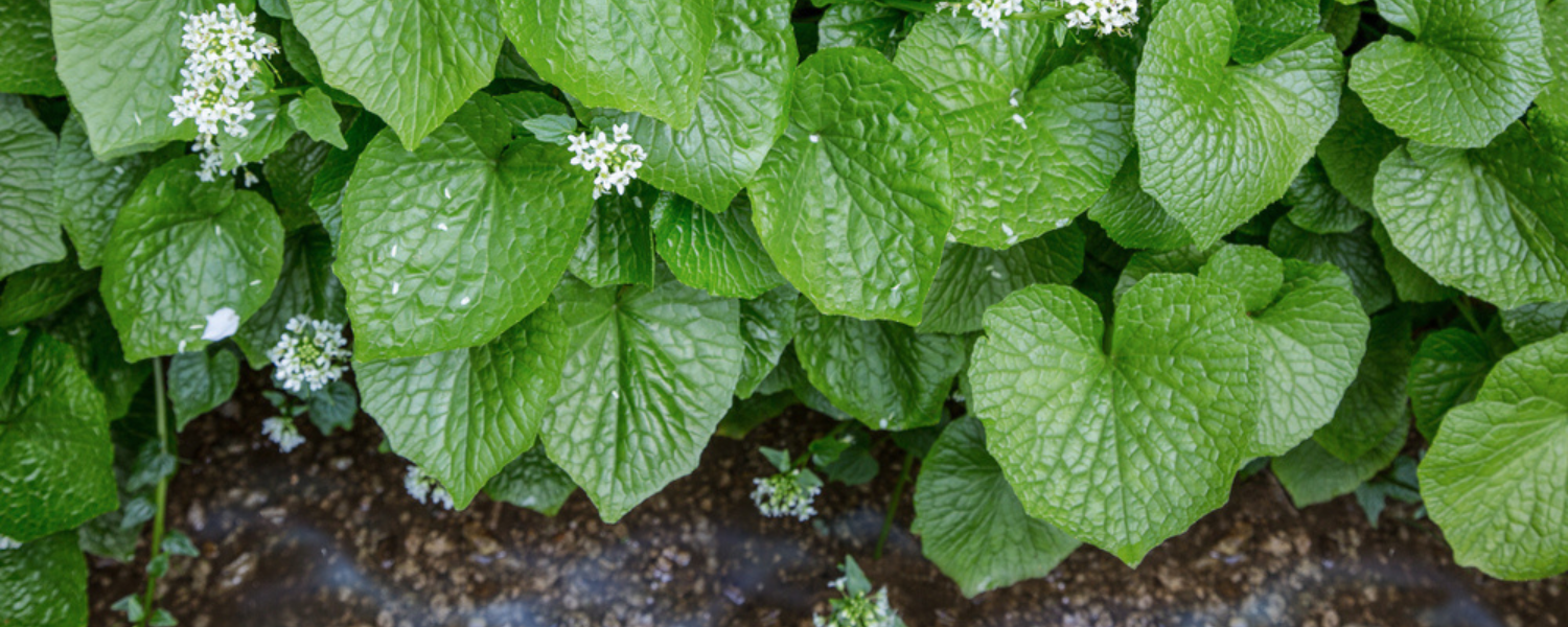 How to Grow Wasabi in Your Garden