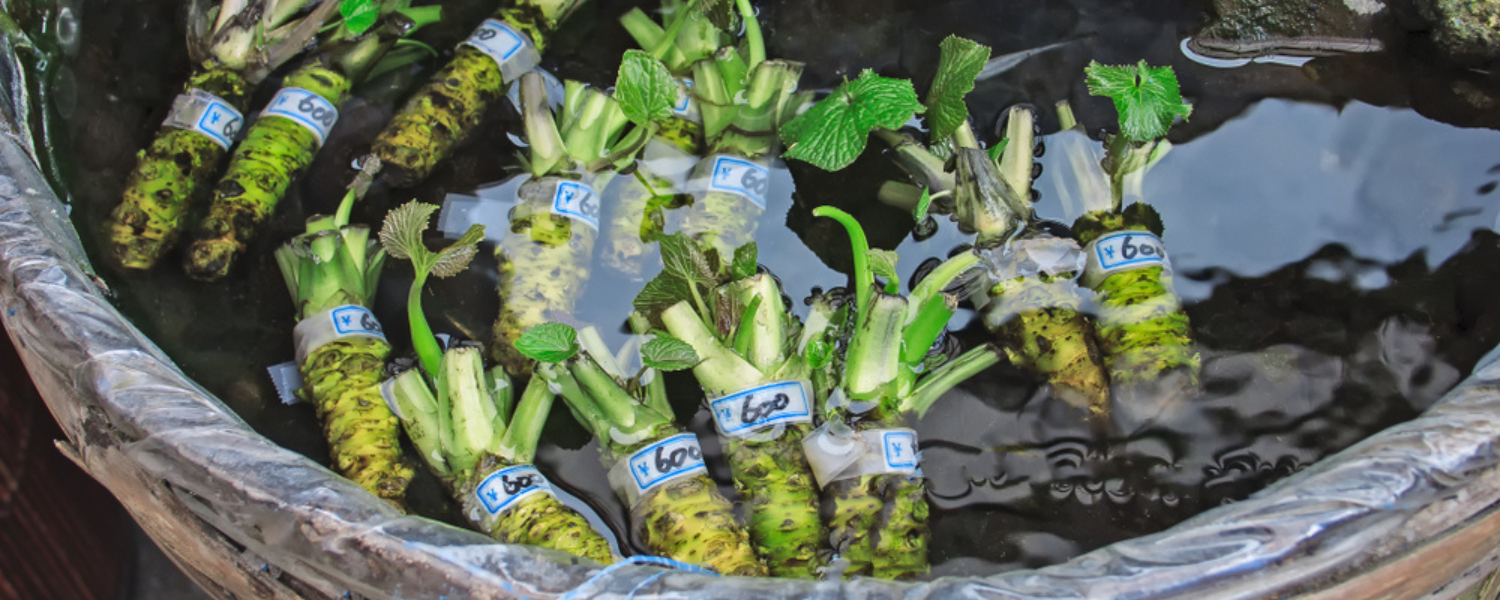 How To Grow Wasabi Complete Guide & Info Farm Plastic Supply