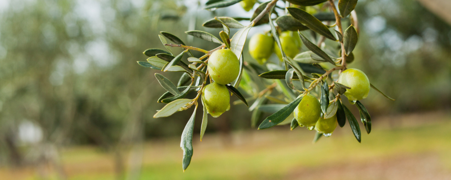 10 Varieties of Fruiting Olive Trees You Can Grow