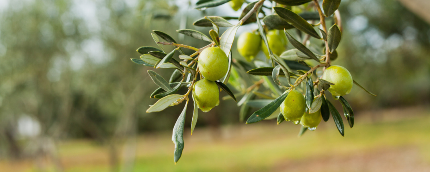 How To Grow & Care For Olive Trees