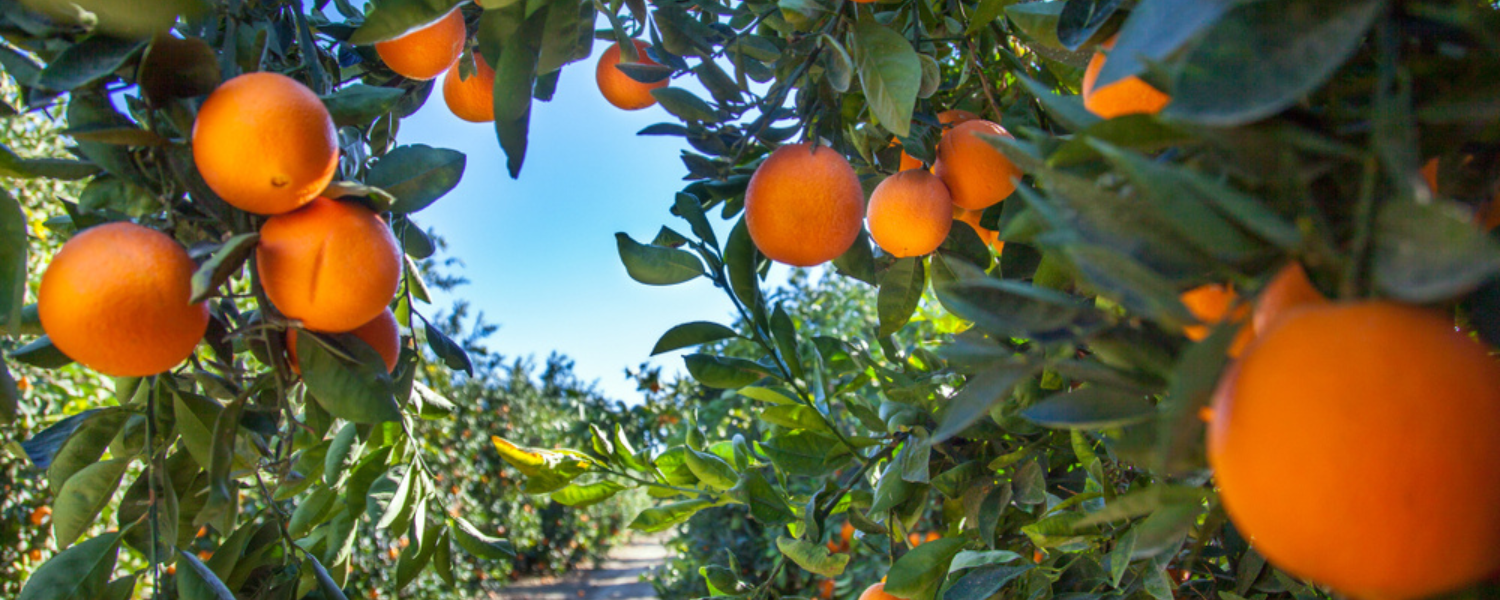 Growing Orange Trees: Information On Taking Care Of An Orange Tree