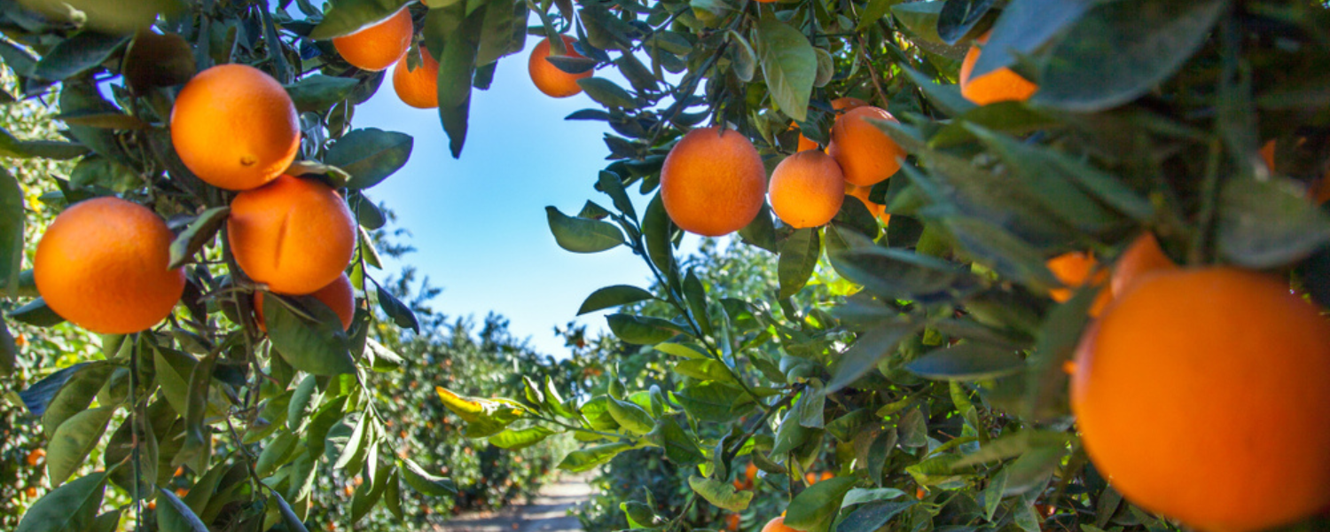 oranges growing