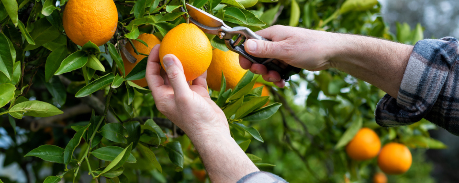 images of orange trees