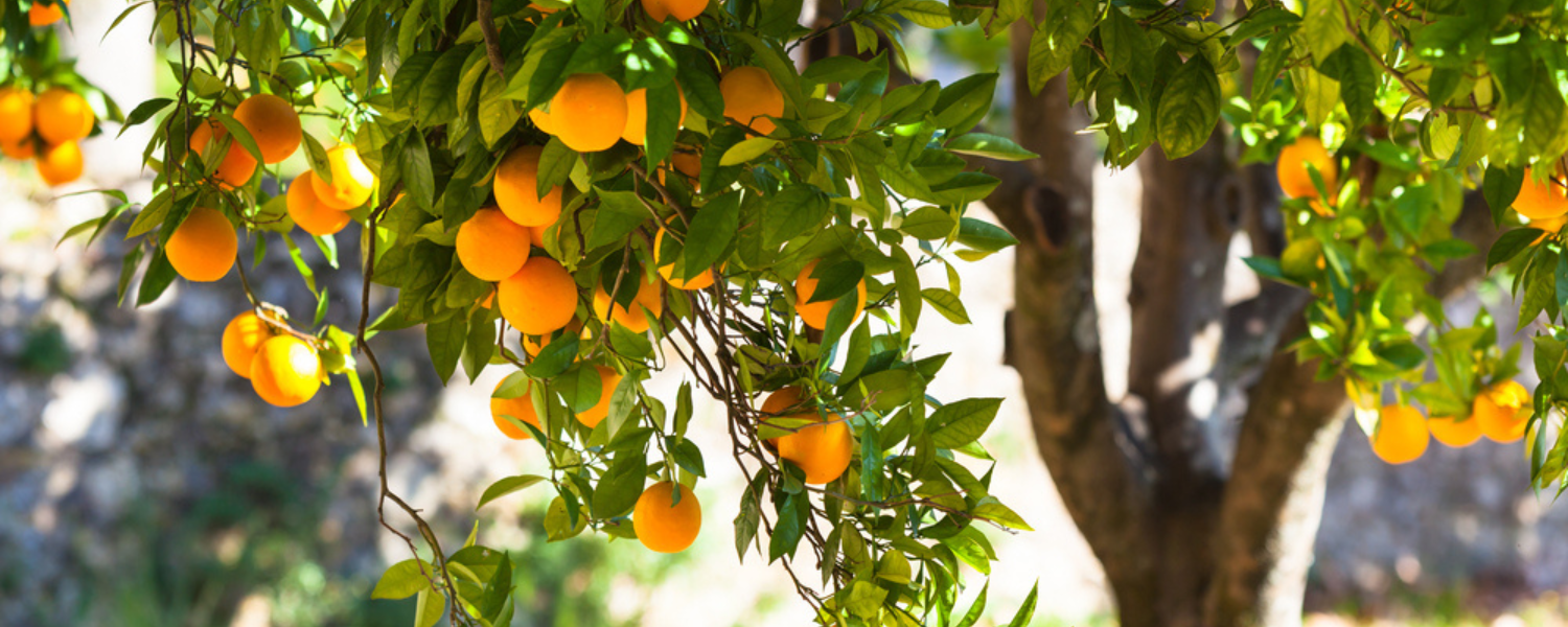 pictures of orange tree